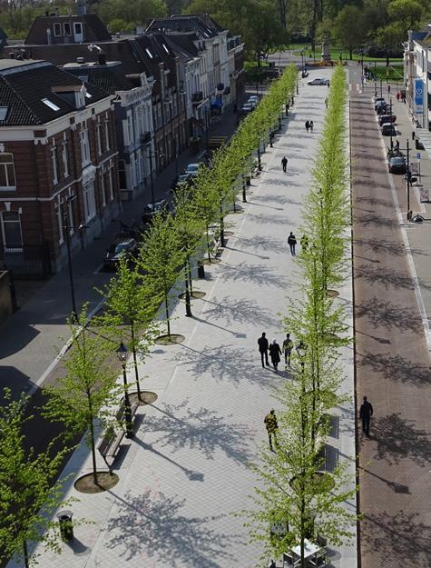 Amsterdam worden eerst de bomen gepland en