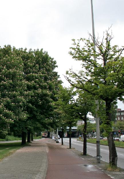 org Landelijk Register van Monumentale Bomen: www.monumentalebomen.