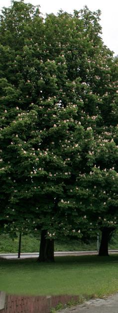 2 Inleiding In de laatste decennia is uit een groot aantal onderzoeken gebleken dat bomen verschillende functies