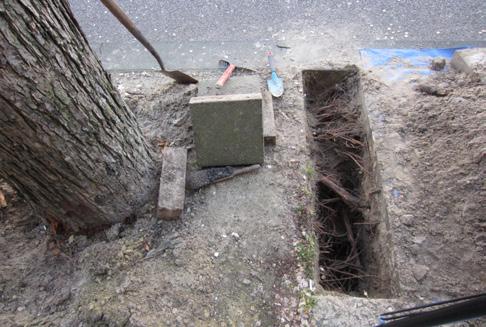 Boomkronen dienen op schaalgrootte ingetekend te worden. Dus niet een stipje op de kaart: de boven- en ondergrondse groeiplaats van de boom moeten worden aangegeven. B.