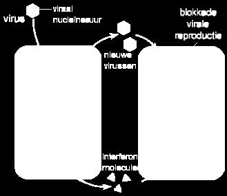 Dit is een schematische weergave van de werking van interferon. De eerste stap is een besmetting met een virus. Het virus begint zichzelf te vermenigvuldigen.