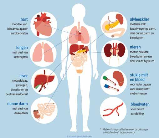 12 - Orgaandonatie - Informatie voor familie Orgaandonatie - Informatie voor familie - 13 hart met deel van lichaamsslagader en bloedvaten longen met deel van luchtpijptak lever met galblaas,