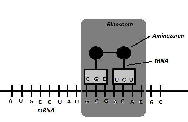 Translatie vindt dus plaats in het ribosoom. In het ribosoom is het transfer RNA(tRNA) erg belangrijk, dit zijn moleculen die uit RNA bestaan en als de fysieke link tussen mrna en aminozuren fungeren.