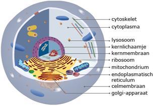 De indeling is op de evolutie gebaseerd: uiteindelijk zijn alle organismen uit eencelligen ontstaan. Het ontstaan van nieuwe organismen bouwt voort op de bestaande systemen.