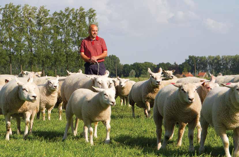 KLEINE HERKAUWERS GETUIGENIS SCHAPENHOUDER BANT ROTKREUPEL UIT KUDDE Marc Van Hecke uit Sint-Laureins houdt al ruim 30 jaar schapen.