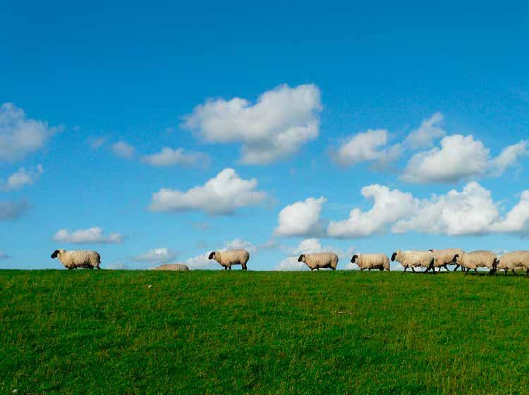 KLEINE HERKAUWERS BESTRIJDINGSPROGRAMMA ZWOEGERZIEKTE EN CAE Ook in 2017 voerde DGZ de ELISA s voor zwoegerziekte en CAE uit op bloedstalen van respectievelijk schapen en geiten binnen het wettelijk