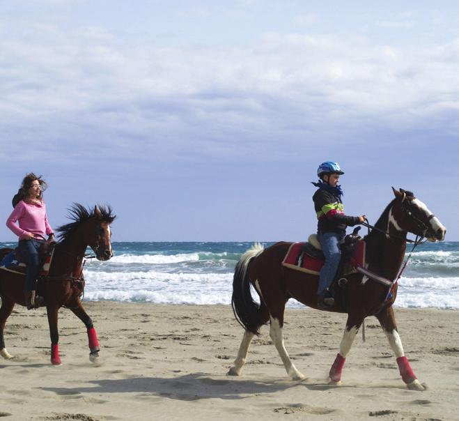 Paardrijden NL We stappen, draven en galopperen erop los. Met ons paard trekken we erop uit voor uitdagende strandritten.