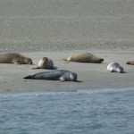 Van 17:30 uur 20:30 uur Kosten 17,00 (exclusief consumptie) Donderdag 2 augustus Zeehondensafari vanuit Zierikzee We vertrekken vanuit Zierikzee, en varen via het havenkanaal naar een van de