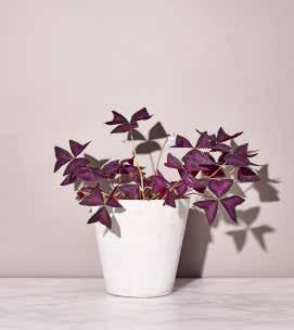 Deze sierlijke paarse plant reageert op weinig licht en de avondschemering door de drie blaadjes aan elk van zijn steeltjes te buigen.
