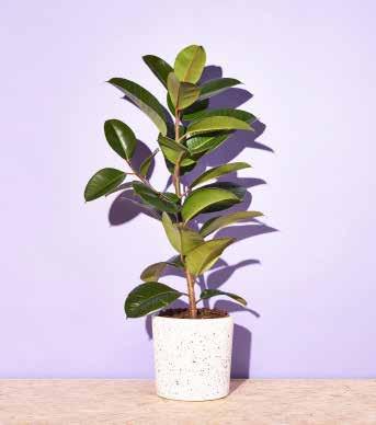 Een rubberboom is een heel goede kamerplant om mee te beginnen, omdat deze plant zich goed kan aanpassen aan zijn omgeving.