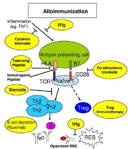 4. Immunosuppressiva & (hemato)oncologische aandoeningen Wat wisten we al? Immunosuppressiva: afremming van diverse schakels binnen het afweersysteem.