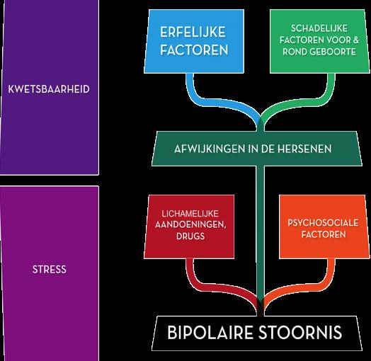 Wat is de relatie met omgevingsfactoren? Een bipolaire stoornis wordt veroorzaakt door een combinatie van een erfelijke kwetsbaarheid en aanwezige omgevingsfactoren.