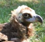 De monniksgieren Monniksgieren zijn heel grote vogels. Ze leven in de bergen en vliegen heel hoog in de lucht.