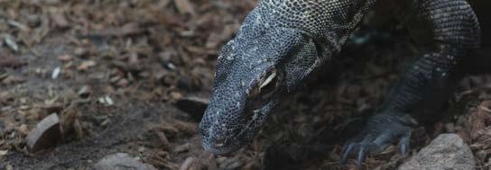 10 KOMODO: HET DRAKENEILAND Een draak die geen echte draak is De Komododraak woont op een klein eilandje, heel ver van hier. Het is geen echte draak. Hij spuwt geen vuur!