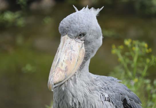 4 DE SCHOENBEKOOIEVAAR Een rare vogel De schoenbekooievaar is een grote, grijze vogel. Hij zeker groter dan jij! Hij lijkt een beetje op twee andere vogels: de ooievaar en de pelikaan.