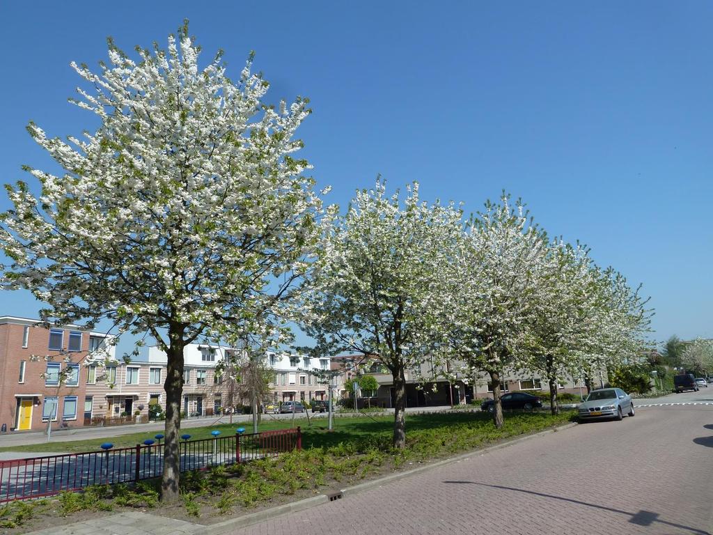 CONCEPT Boombeschermingsplan Nieuwegein