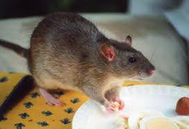 Bestrijding ratten Onlangs werd ons op een huurdersavond de vraag gesteld wie er verantwoordelijk is voor de bestrijding van ratten.