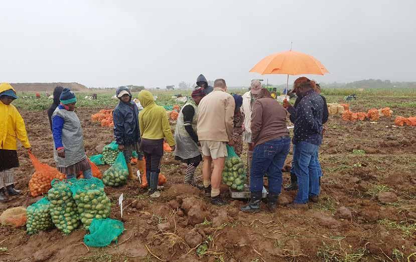 Limpopo kultivarproef onder besproeiing op Polokwane in 2017 Frans Brits (produsent), Albert Boneschans en Chantel du Raan (Aartappels Suid-Afrika) Opbrengsbepaling en sortering tydens die reën