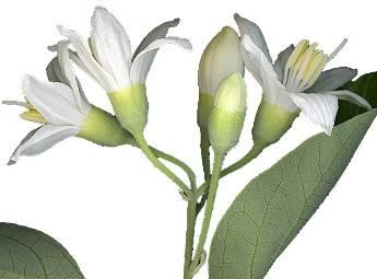 Van links naar rechts: Bloemen van Styrax / Tetradrachma van Nerva met heilige slang Museum van Geneeskunde Brussel / Fragment van een beeldje in aardewerk Rijksmuseum