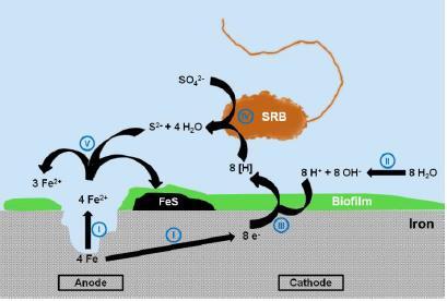 CORROSIE DOOR SULFAAT REDUCERENDE BACTERIËN (SRB)? Putcorrosie: 1. Vrijmaking zwavel uit mercaptaan-achtige dieselcomponenten 2. Lokaal vrijkomen Fe 0 3.