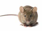 De variërende frequentie voorkomt dat muizen en ratten resistent worden. BASIS KRACHTIG Mouse & Rat free 50 m 2 Basismodel.
