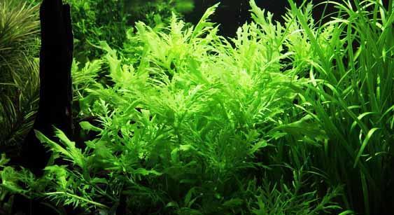 Een plant voor beginners die kan helpen bij het creeëren van een evenwicht bij het starten van een aquarium.