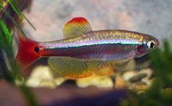 a.v. De Glasbaars Vissen De Chinese Danio is een van de weinige vissen die je ook in een koudwateraquarium kunt houden.
