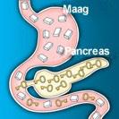 Het risico op type 2 diabetes is hoger wanneer u familieleden hebt met type 2 diabetes, wanneer u zwangerschapsdiabetes hebt gehad, wanneer u overgewicht hebt of weinig lichaamsbeweging, en het