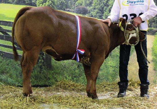 Ze won s morgens al de titel Miss Toekomst door haar fraaie lengte en fĳne rastype met een super bespiering.