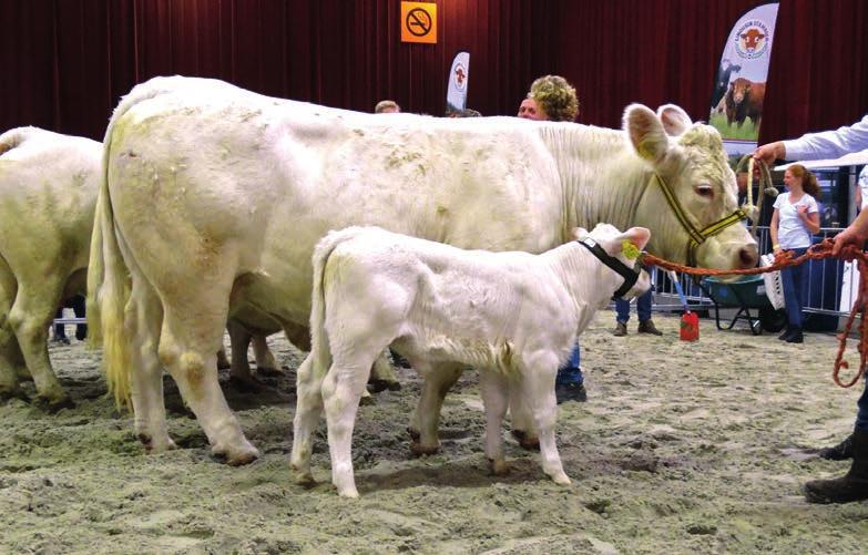 De tweeënhalfjarige kolos werd in september uitgeroepen tot Nederlands kampioen op de twintigste nationale herefordkeuring in Dalfsen.