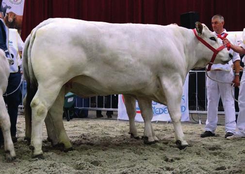 MARCHIGIANA Victorie voor Victoria Franko (v. Carlo), kampioen jeugd mannelijk Het was de vierde keer dat Marchigiana s onderling de krachten konden meten op de NVM.