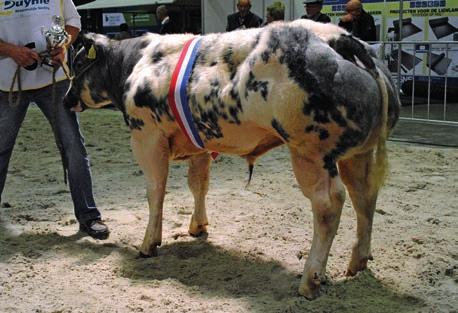 Ultimo), kampioen stieren jonger dan 6 maanden TEKST ANNELIES DEBERGH Met inmiddels alweer de vĳfde editie achter de kiezen kon de organisatie van de Nationale Vleesvee Manifestatie zich beroepen op