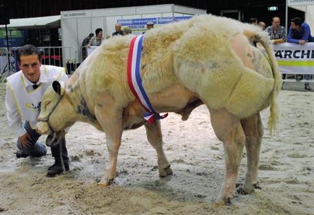 Zeker wanneer de winnende koe, in dit geval Van t Staverhul Cocinelle van Tonnie van Ginkel uit Uddel, haar kalf live staat te zogen. Het zette de overwinning bĳ de zoogstellen extra in de verf.