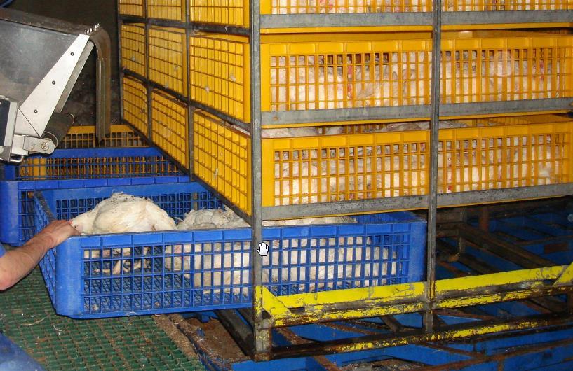 Er is geen toegang tot de dieren zodra de containers op de truck staan, waardoor zieke of gewonde dieren, niet geholpen kunnen worden of uit hun lijden kunnen worden verlost.