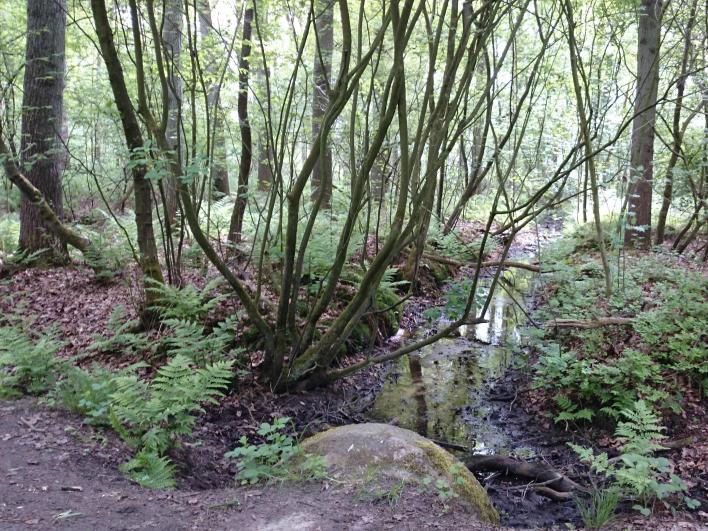 2 Van licht naar donker Licht Het smalle bospad leidt ons door een vochtig gebied. Er staan bomen die goed tegen nattigheid kunnen zoals berken. De bomen zijn dun en laten veel lichtval door.