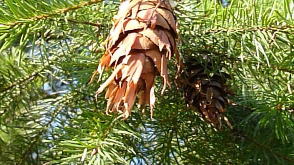 Exoten Blijdenstein verzamelde bomen en zaden van over de hele wereld.