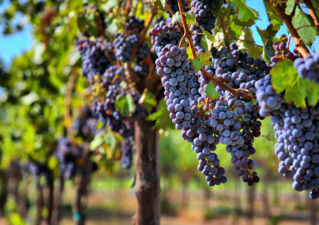 WIJNEN De streek rond Bergerac wordt Perigord Pourpre genoemd,