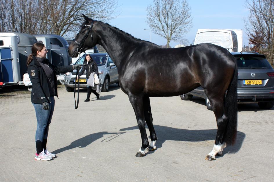 T/M 7 JARIGE VB MERRIES DRESSUUR 5 JIPPY 52800320105917, VB, DP, 12-06-201, ZWARTBRUIN V. FAIRYTALE V. LORD LEATHERDALE M. ROOSJE RP STB STER V. KRACK C M.