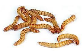 bron van eiwit) (focus op grote en kleine meelworm) 2/