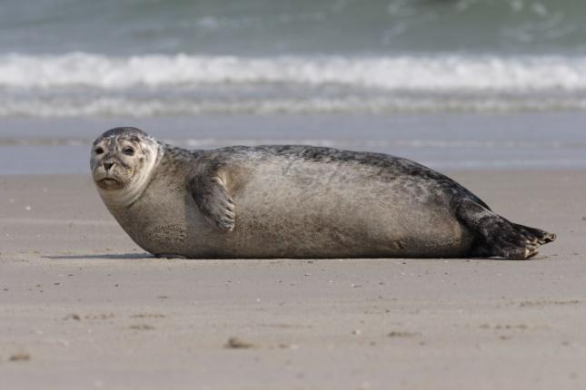 Spreekbeurtinformatie over zeehonden Algemeen In Nederland komen twee soorten zeehonden voor, de Gewone zeehond (Latijnse naam: Phoca vitulina) en de Grijze zeehond (Latijnse naam: Halichoerus