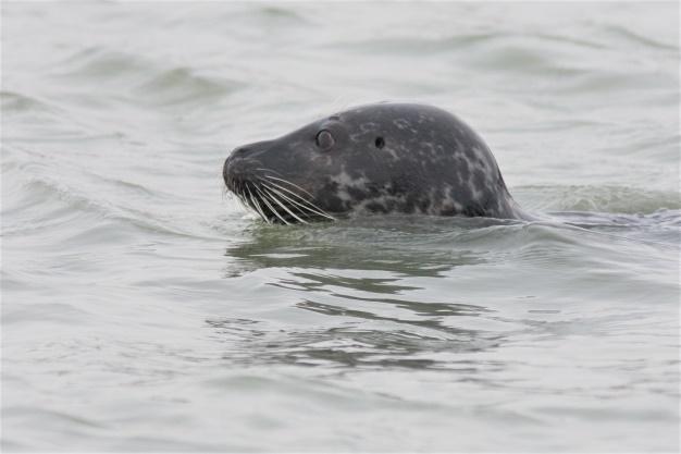 Gewone zeehond (foto: Wesley Overman). Grijze zeehond (foto: Wesley Overman). Beide soorten hebben een gestroomlijnd torpedovormig lichaam zonder uitsteeksels als oren, geslachtsorgaan en staart.