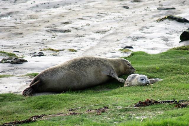 Voortplanting en levensverwachting Zeehonden paren vlak nadat het jong van dit jaar gespeend is (niet meer bij de moeder drinkt).