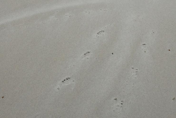De meeste kans heb je in de Waddenzee of in Zeeland. In de Waddenzee liggen ze vaak als het eb is te rusten op de droogvallende zandplaten. Vanaf de Waddeneilanden zijn ze vaak goed te zien.