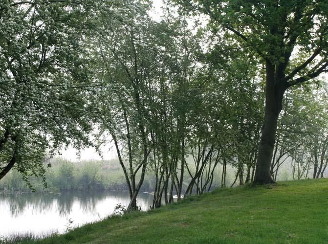 De afgelopen tijd zijn verschillende studies en inventarisaties uitgevoerd naar de historische beplanting op verdedigingswerken. Deze meidoornhaag staat op een oorspronkelijke plek op Fort Spion.