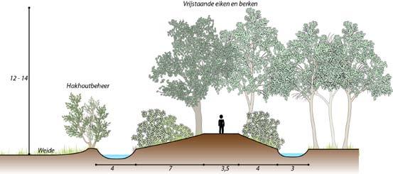 De beplanting op de taluds wordt bij voorkeur beheerd als hakhout, met uitzondering van bomen ouder dan vijftig jaar.