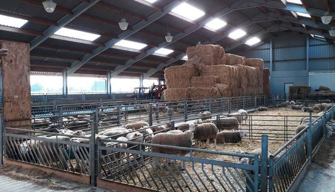 Nu houden ze een kudde van 340 moederdieren, met daarnaast nog ongeveer 100 jonge ooien. De kudde bestaat uit twee groepen. De eerste groep zijn vooral ooien van het ras Ile de France.