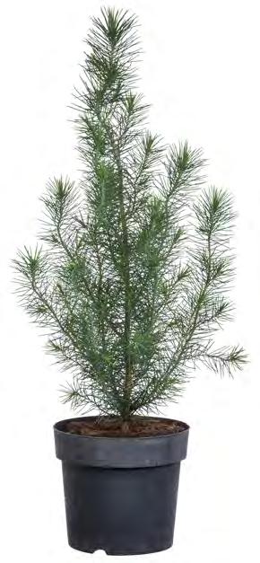 Pinus pinea Silver Crest.