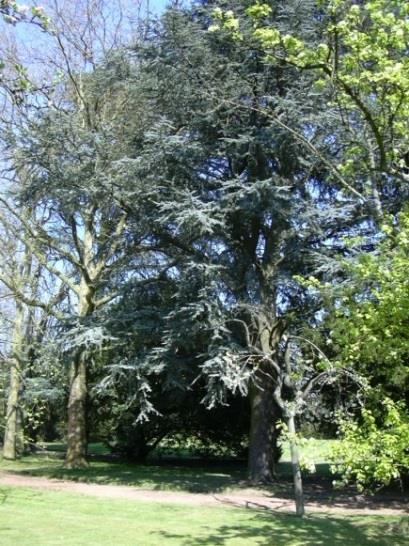 1. Historiek De Ceder, een prachtige naaldboom die soms gigantische afmetingen kan aannemen, staat van oudsher voor grootsheid, voornaamheid en onsterfelijkheid.
