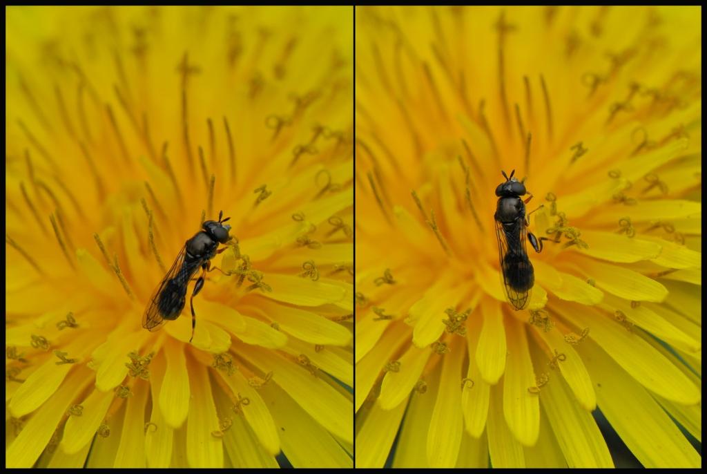 Deze bij heeft duidelijk geen roodbehaard borststuk en het zal dus geen roodgatje zijn. Maar welke bij is het dan wel? Dit vliegje op de paardenbloem zag ik nog niet eerder.