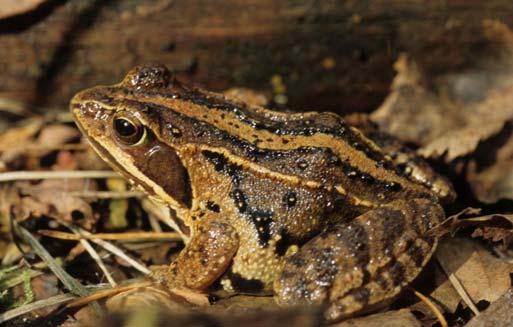 Een opvallende kniptor en Vliegend Hert in het bosreservaat Jagersborg Heikikker in de Withoefse heide (Foto Ruben Walleyn) Ampedus